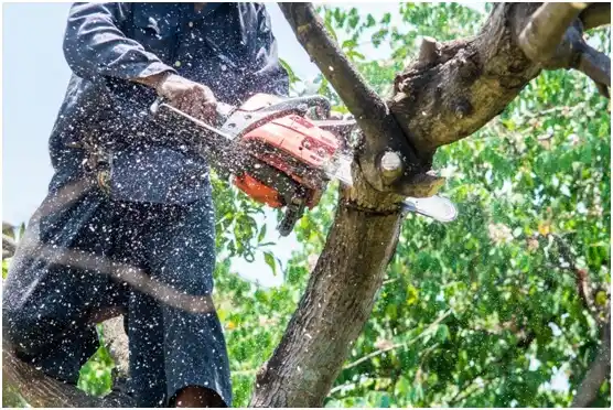 tree services North Freedom